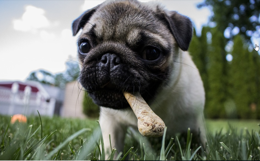 dog eating