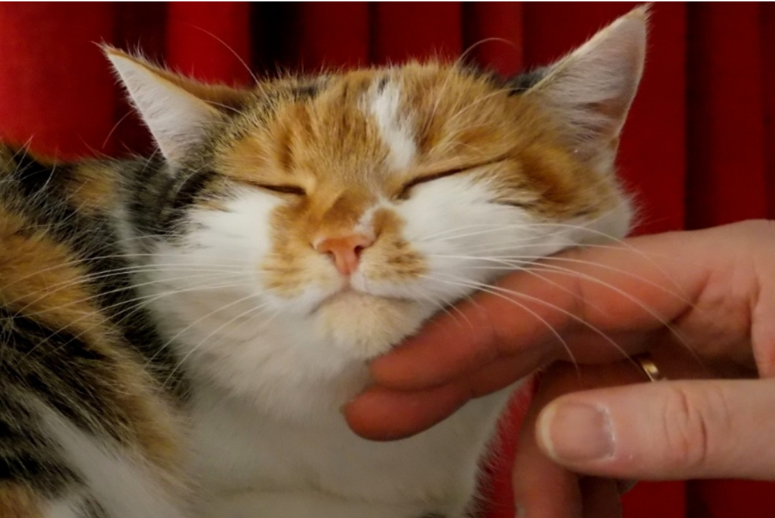 pet cat