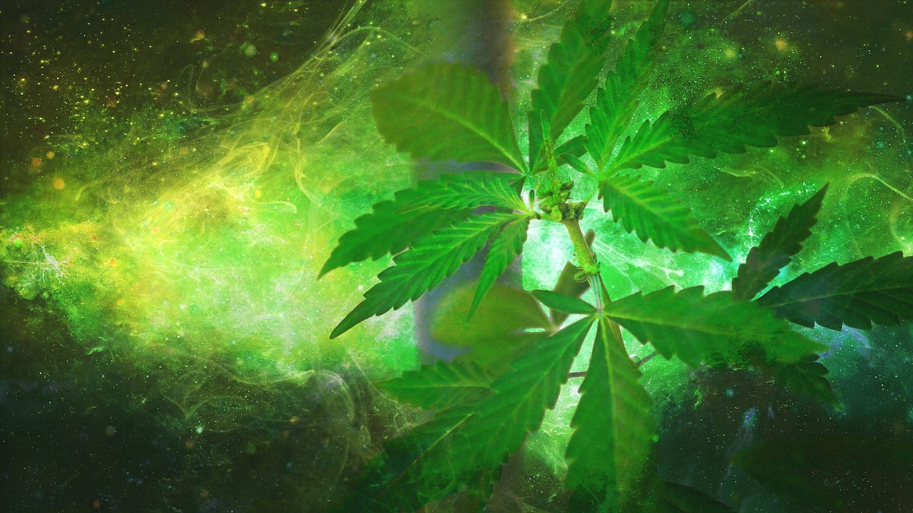hemp plant